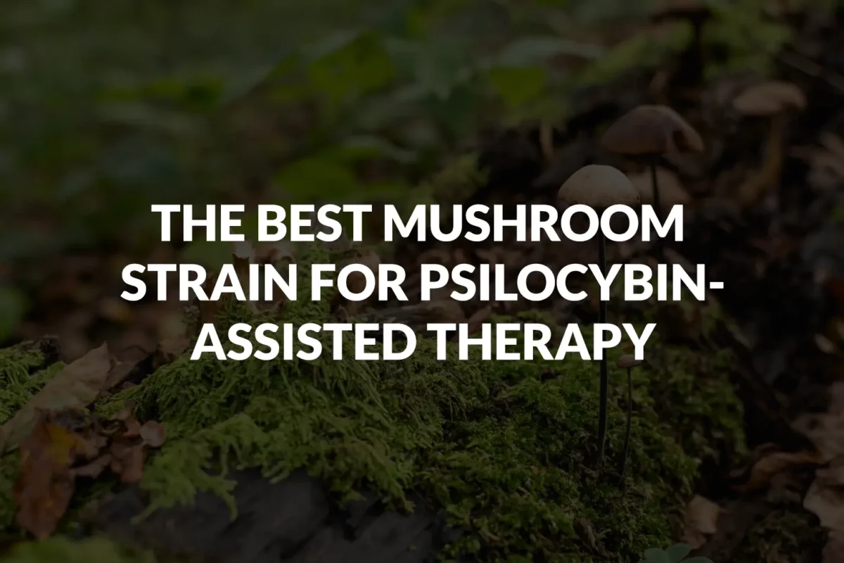 The Best Mushroom Strain For Psilocybin-Assisted Therapy