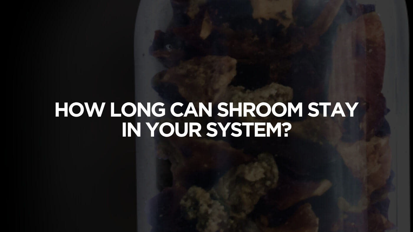 Shroom In Your System
