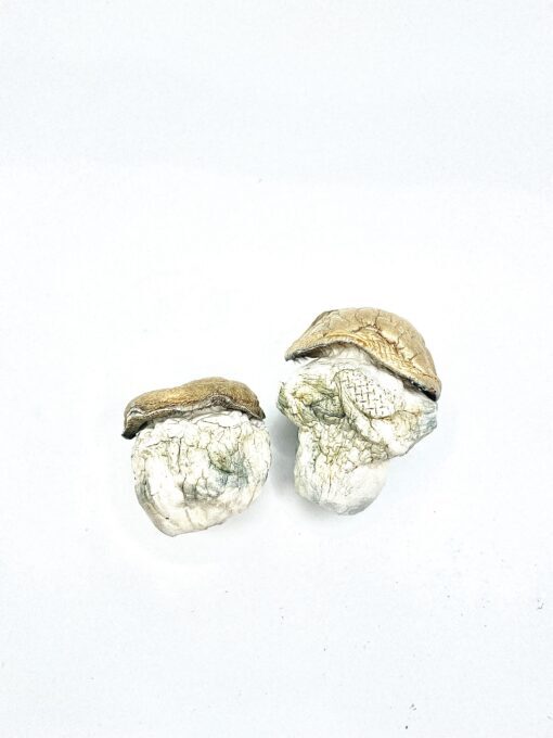 Dido Eggs Shrooms